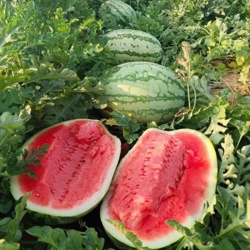 【硒砂瓜】湖北石头瓜湖北西瓜皮薄多汁包熟包甜