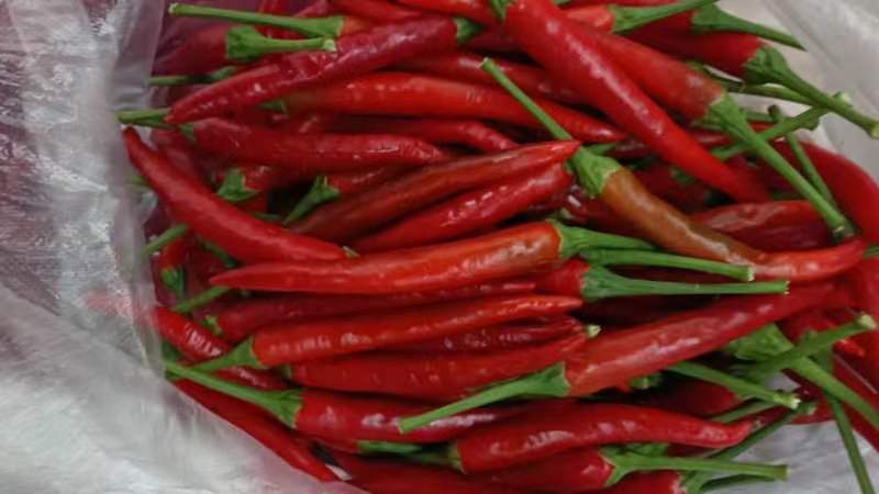 红杭椒快炒工艺示意图：铁锅烧至180℃冒青烟，倒入红杭椒段与蒜片，大火翻炒85秒，辣椒表皮微皱但保持鲜红，无焦黑斑点