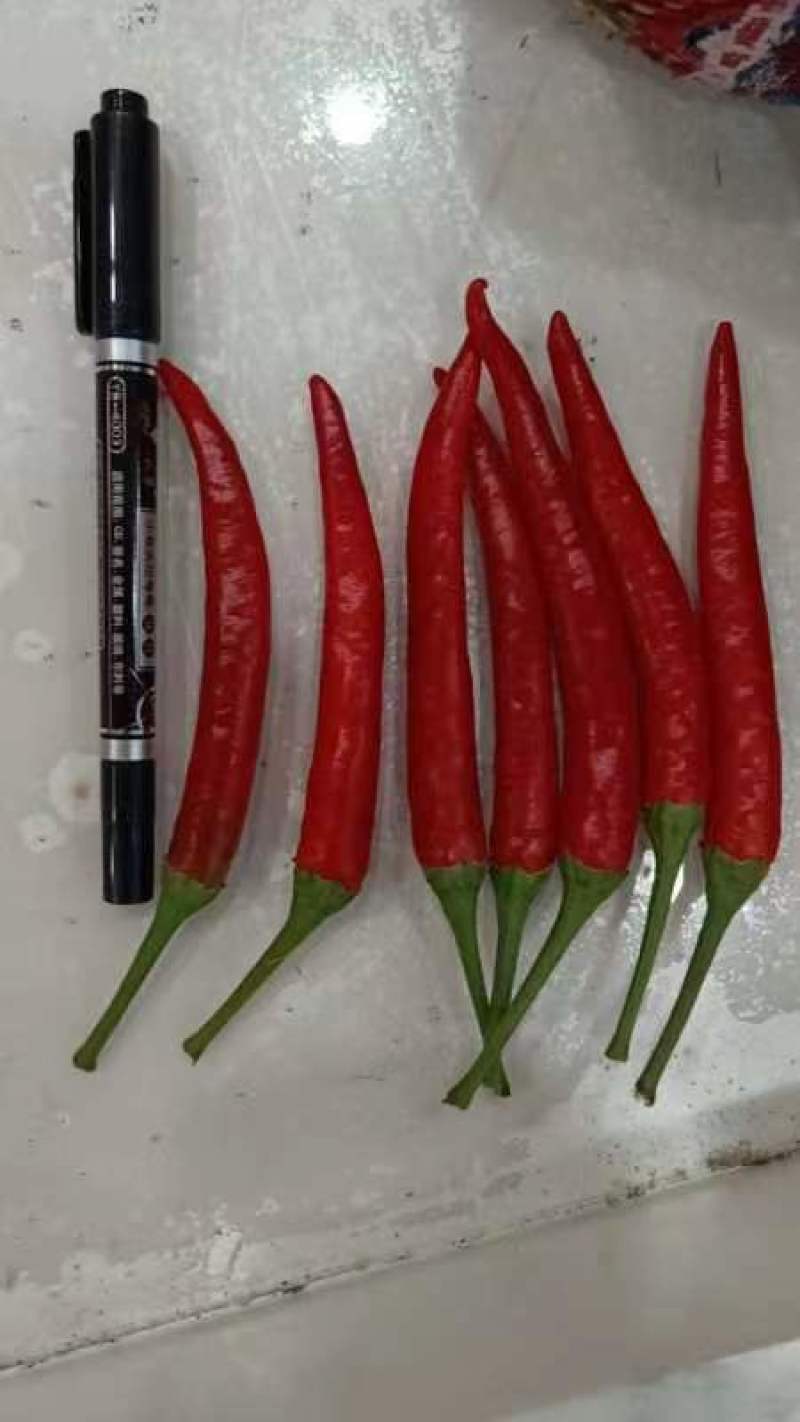 杭椒大量现货供应全国诚信经营欢迎咨询！