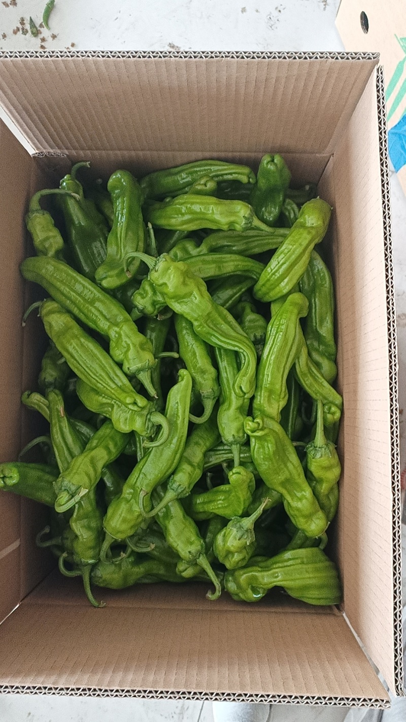 杭椒大量现货供应全国诚信经营欢迎咨询！
