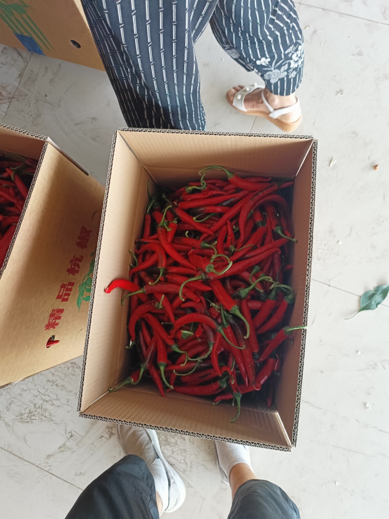 杭椒大量现货供应全国诚信经营欢迎咨询！