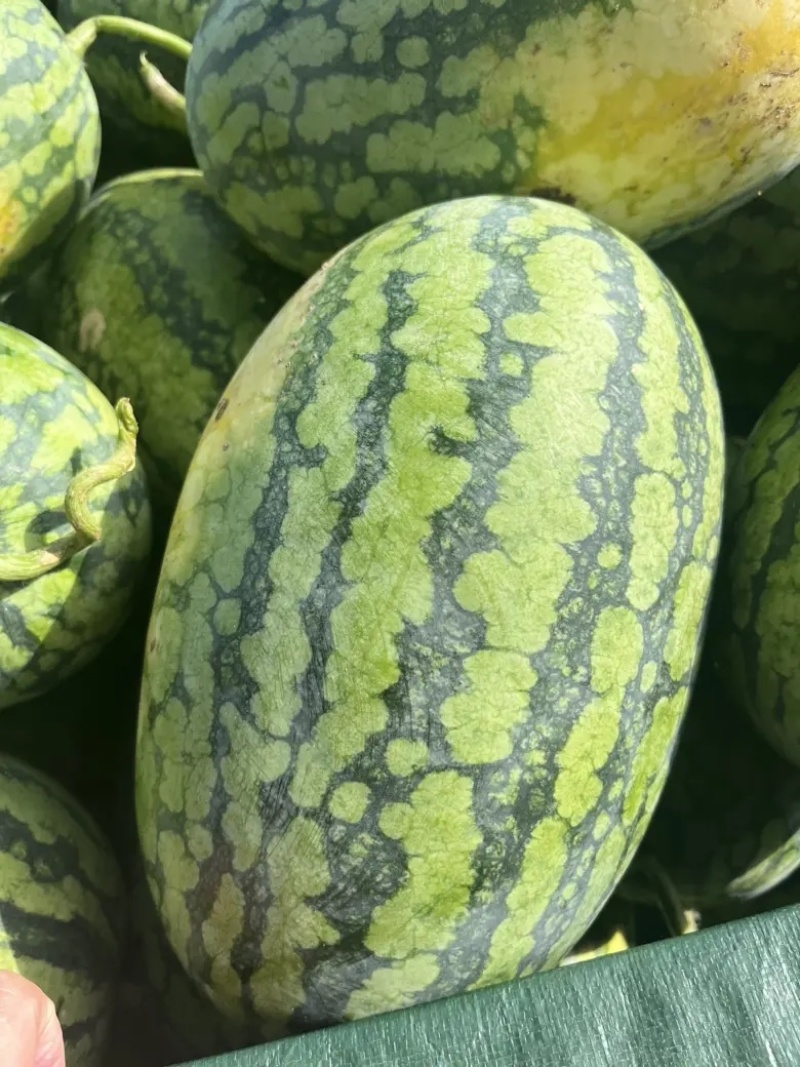 【绿裳西瓜】湖北西瓜湖北绿裳西瓜产地直发皮薄多汁