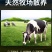 【顺丰包邮】内蒙古带骨羊腱子新鲜羊小腿羊肉羊腿肉整箱批发