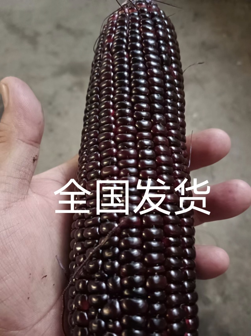 支持一件发货！山东精品黑甜糯供应电商，超市，市场。