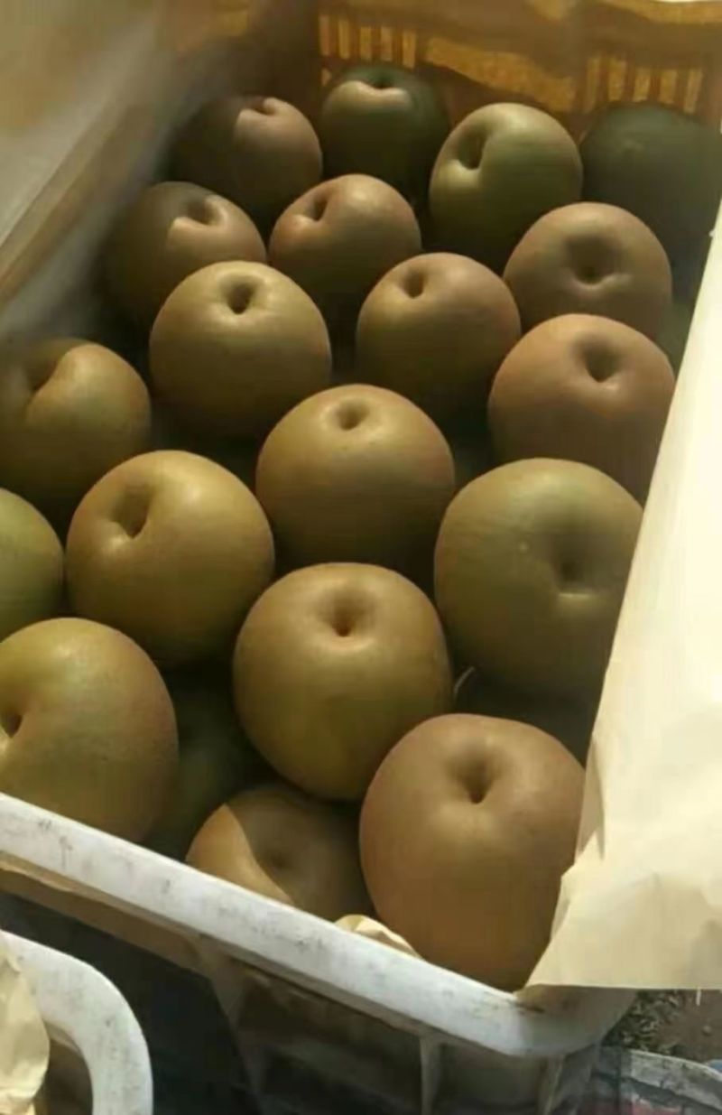 黄花梨，果型端正，肉汁细腻，无渣，全国代发