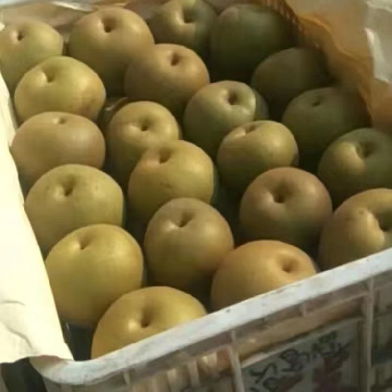 黄花梨，果型端正，肉汁细腻，无渣，全国代发