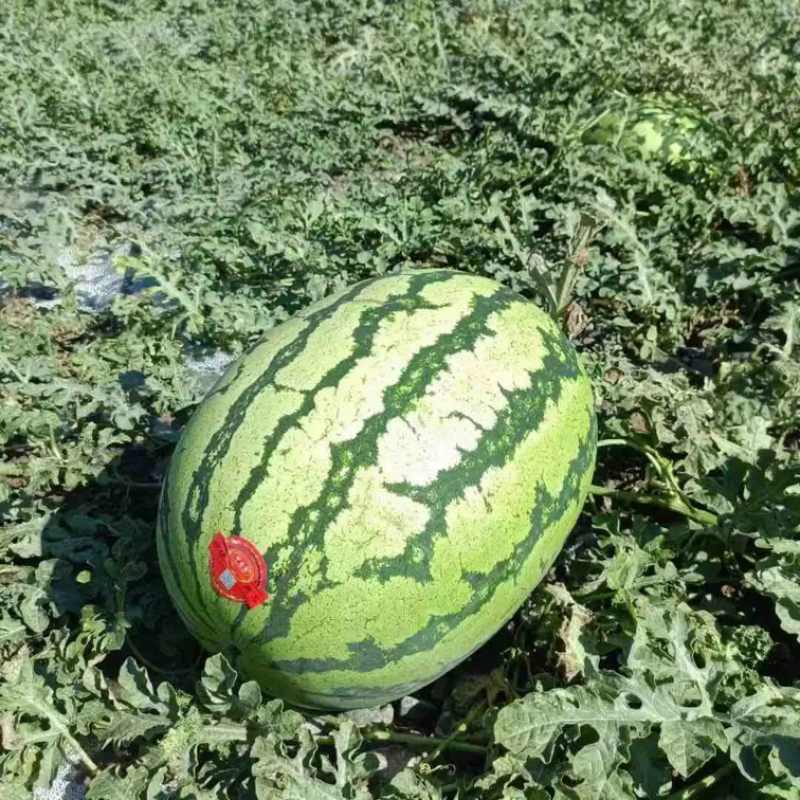 硒砂瓜湖北硒砂瓜湖北西瓜甜度高皮薄可视频看货