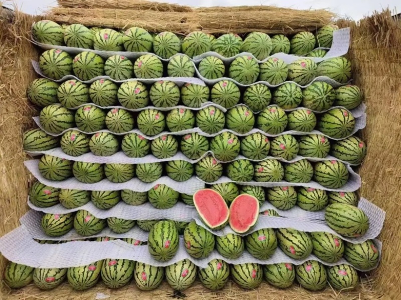 硒砂瓜湖北硒砂瓜湖北西瓜甜度高皮薄可视频看货
