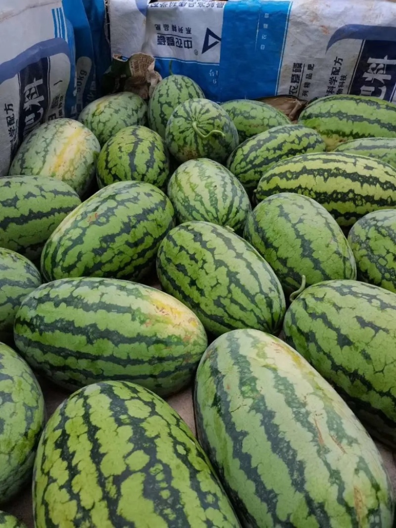 西瓜绿裳西瓜湖北绿裳西瓜湖北西瓜包熟包甜欢迎咨询