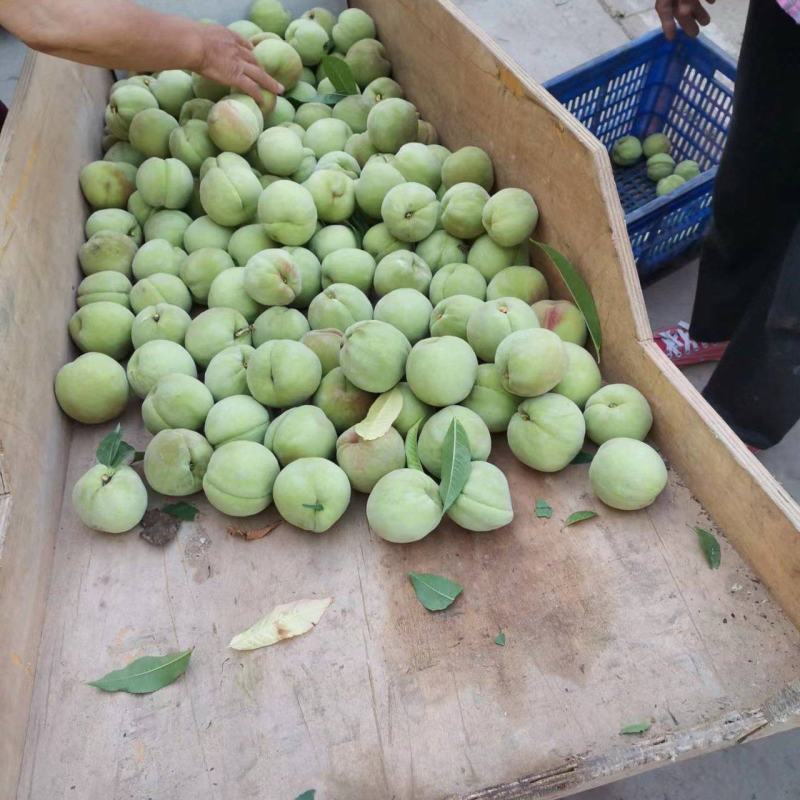 大久保青桃做罐头专用