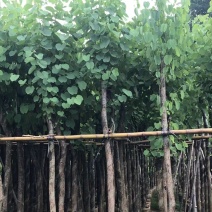 宫粉紫荆3-8公分大量出售，基地现货直销