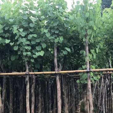 宫粉紫荆3-8公分大量出售，基地现货直销