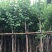 宫粉紫荆3-8公分大量出售，基地现货直销