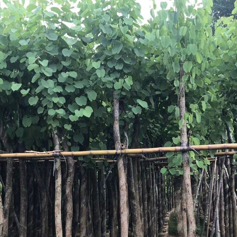 宫粉紫荆3-8公分大量出售，基地现货直销