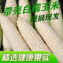 【精品】河南白糯玉米基地直发保质保量全国发货