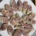 羊肠灌羊肉，