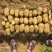 土豆沃土5号产地直发大量供货量大从优
