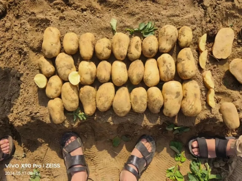 土豆沃土5号产地直发大量供货量大从优