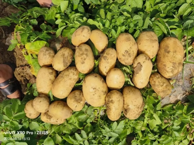 土豆沃土5号产地直发大量供货量大从优