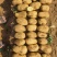 土豆沃土5号产地直发大量供货量大从优