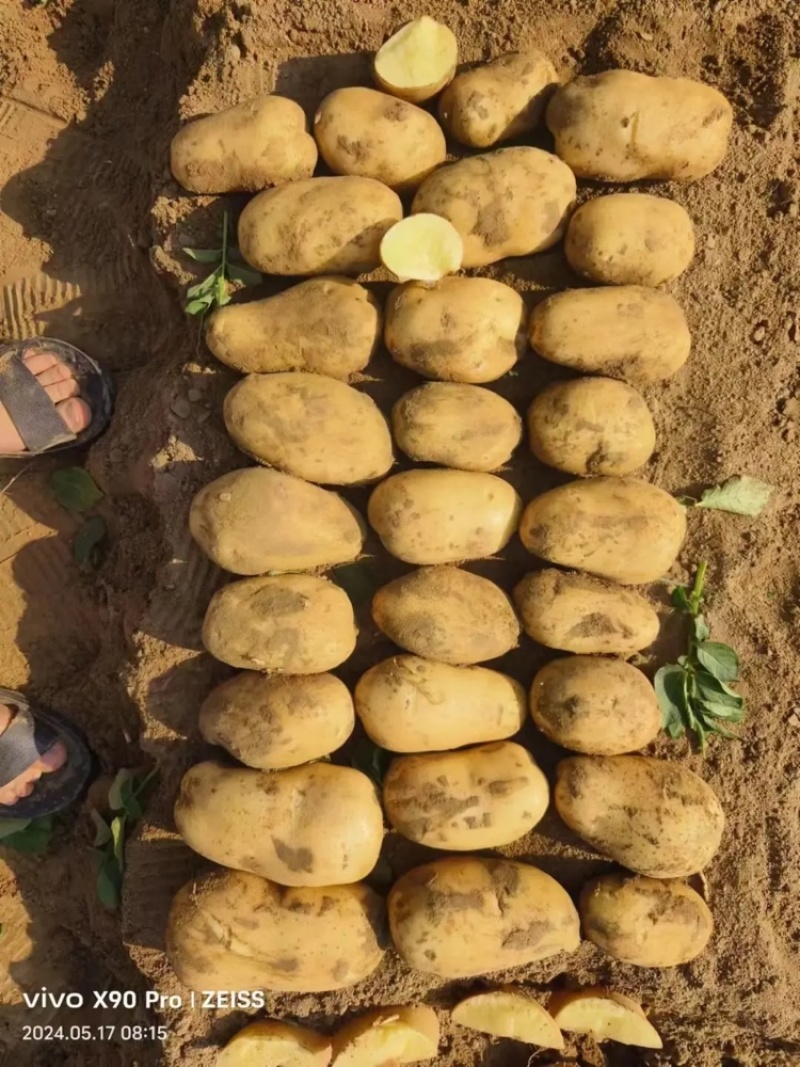 土豆沃土5号产地直发大量供货量大从优