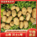 土豆沃土5号产地直发大量供货量大从优