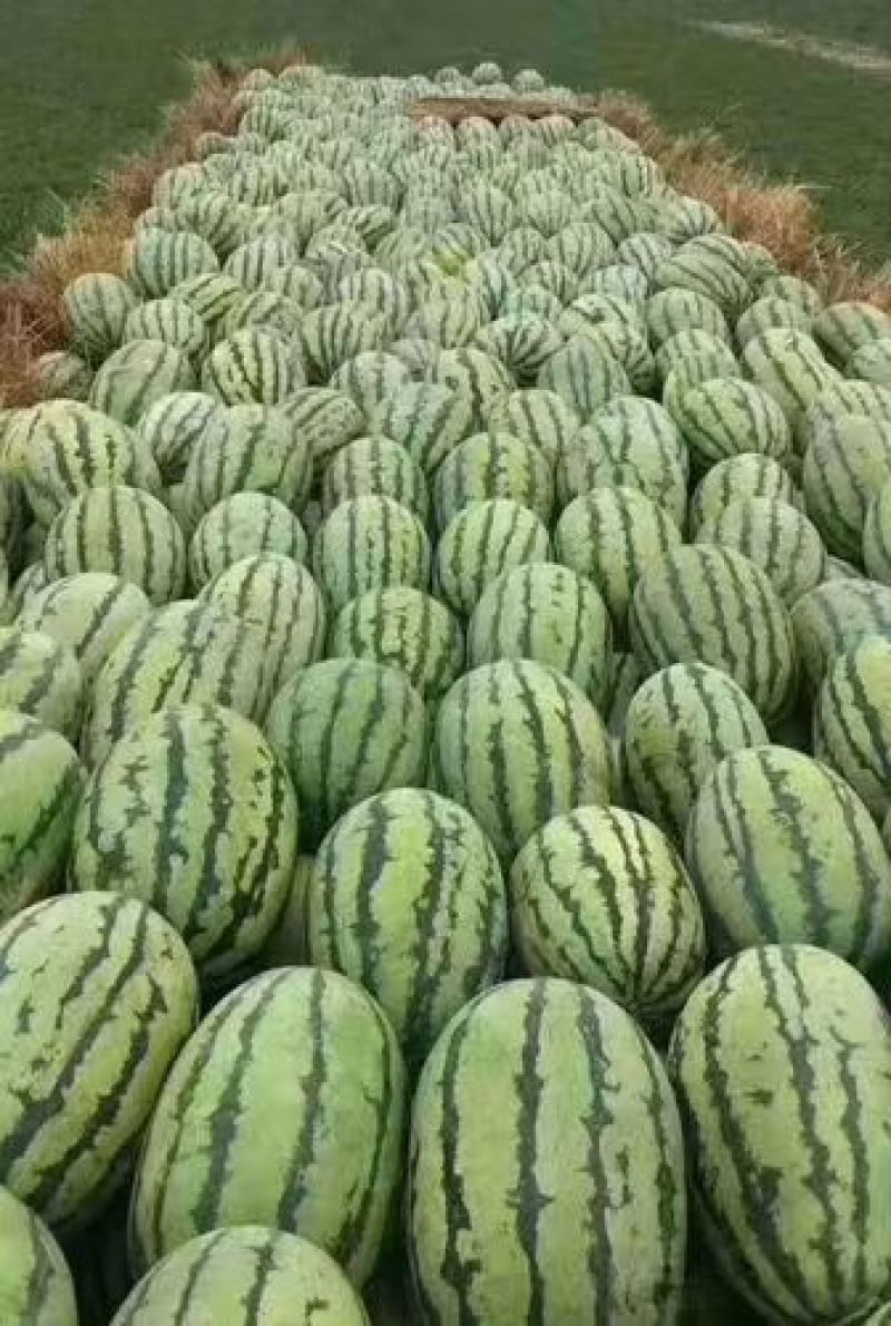 陕西金花6货源充足全国代整车代发