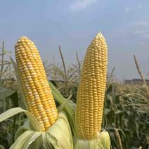 （优质）黄白粒水果玉米🌽无虫眼、个头大、满顶、欢迎来电