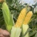 （优质）水果玉米🌽无虫眼、个头大、满顶、欢迎来电