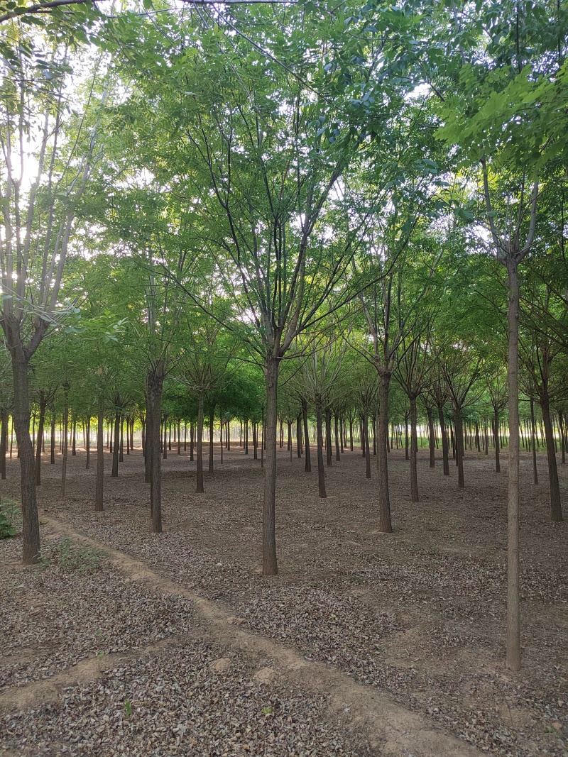 精品白蜡规格齐全大量供应量大从优欢迎咨询
