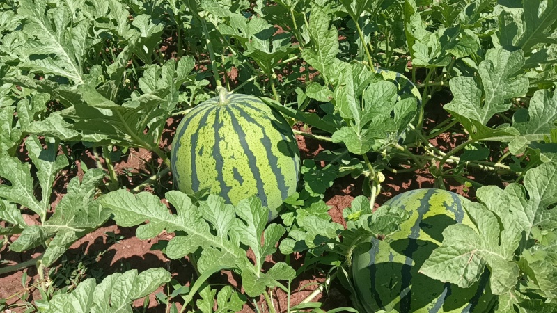 四川遂宁蔬鑫种植家庭农场-蒙特卡罗世界赌城官方网站-百度百科露天西瓜