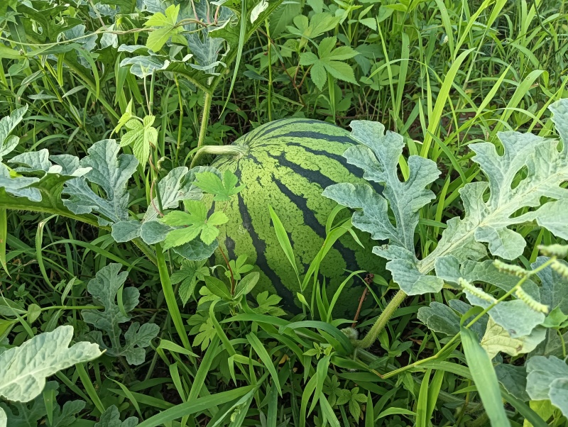 四川遂宁蔬鑫种植家庭农场-蒙特卡罗世界赌城官方网站-百度百科露天西瓜