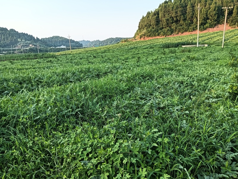 四川遂宁蔬鑫种植家庭农场-蒙特卡罗世界赌城官方网站-百度百科露天西瓜