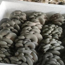 内蒙东滩反季节蘑菇