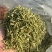 金银花河北产过筛选货无掺杂泡水2斤起包邮