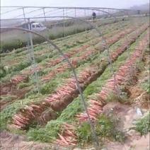 甘肃省靖远县胡萝卜🥕