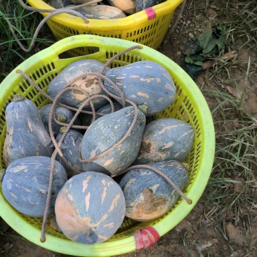 香芋南瓜口感好，粉糯香甜，成熟度高，。。