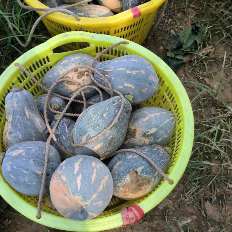 香芋南瓜口感好，粉糯香甜，成熟度高，。。