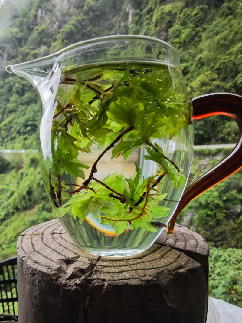 回心草，哀牢山自销一手货源