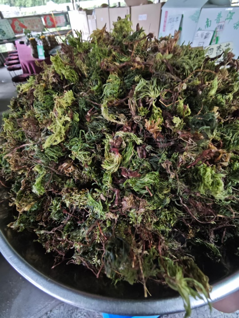 回心草，哀牢山自销一手货源