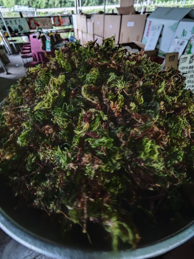回心草，哀牢山自销一手货源