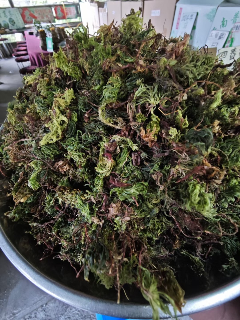 回心草，哀牢山自销一手货源