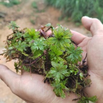 回心草，哀牢山自销一手货源