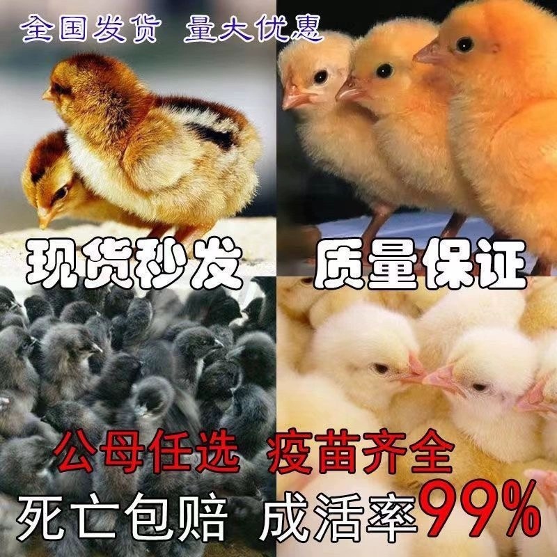 三黄鸡苗包防疫包运输包成活率货到满意付款诚信合作