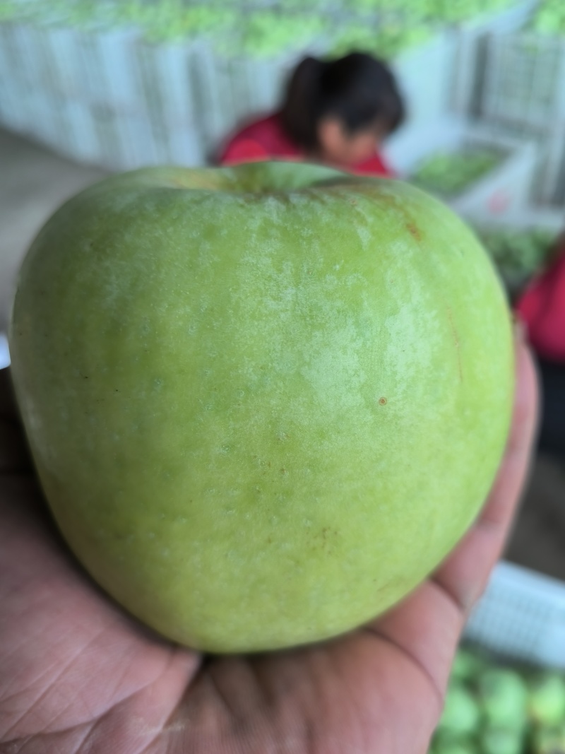 青苹果