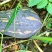 香芋南瓜口感好，粉糯香甜，成熟度高，。。