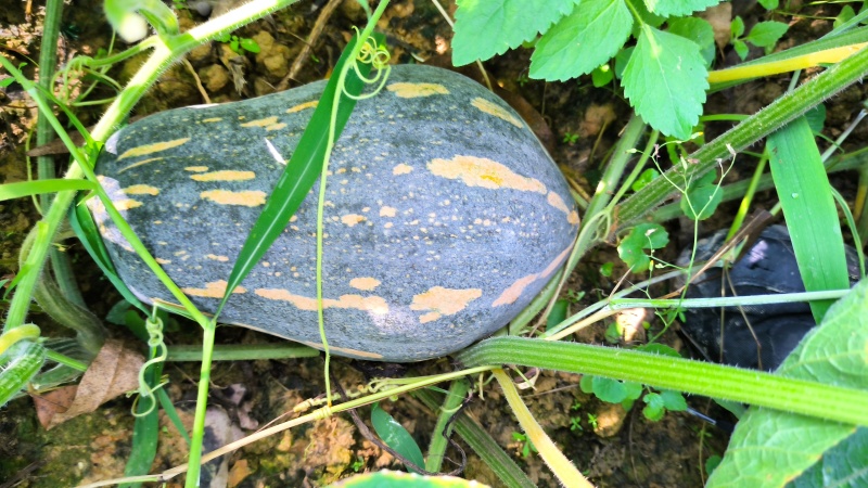 香芋南瓜口感好，粉糯香甜，成熟度高，。。