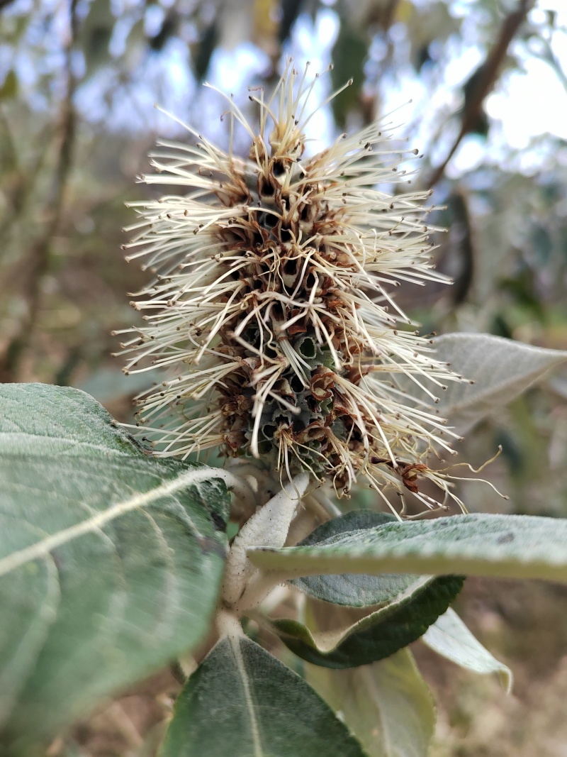 哀牢山自产黑土蜂蜜（花香味浓郁，一年一季）
