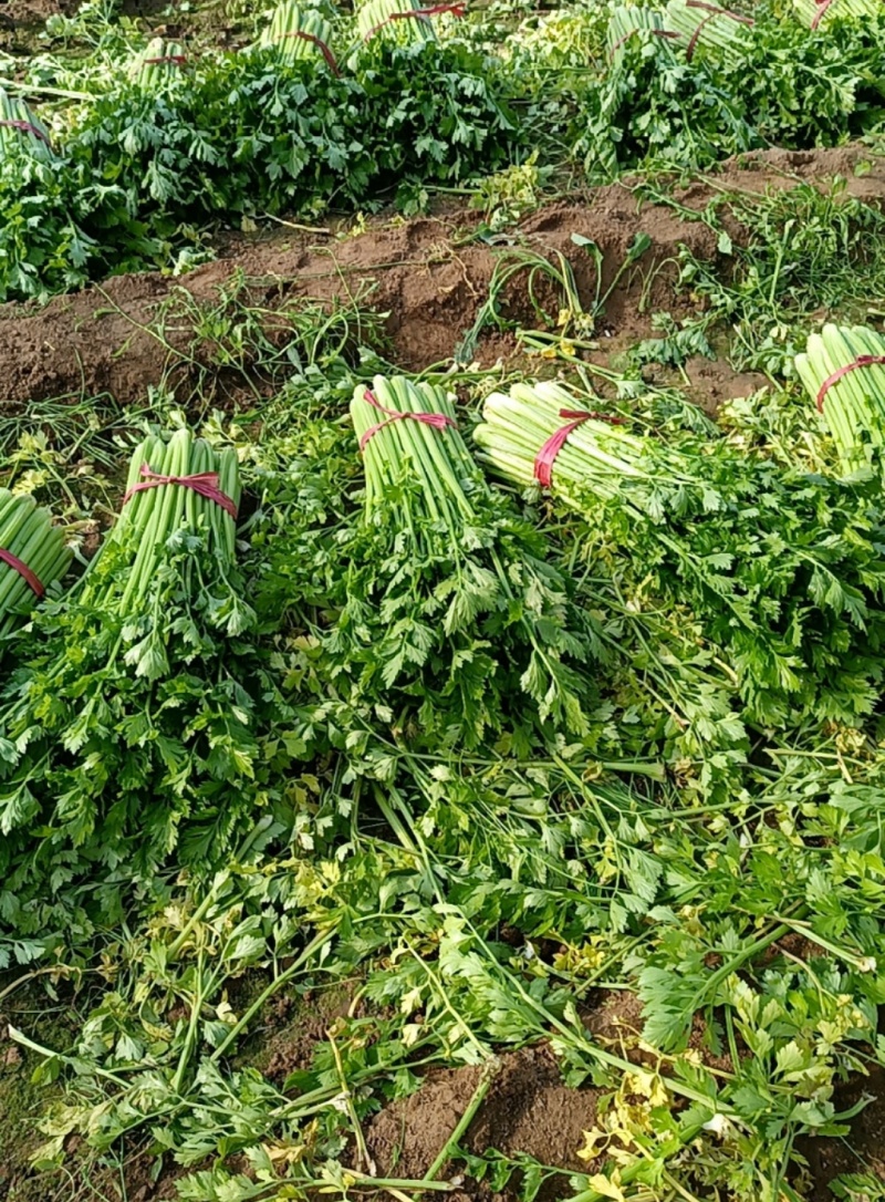 《芹菜》中小颗西芹/商丘西芹/大棚种植/一手货源