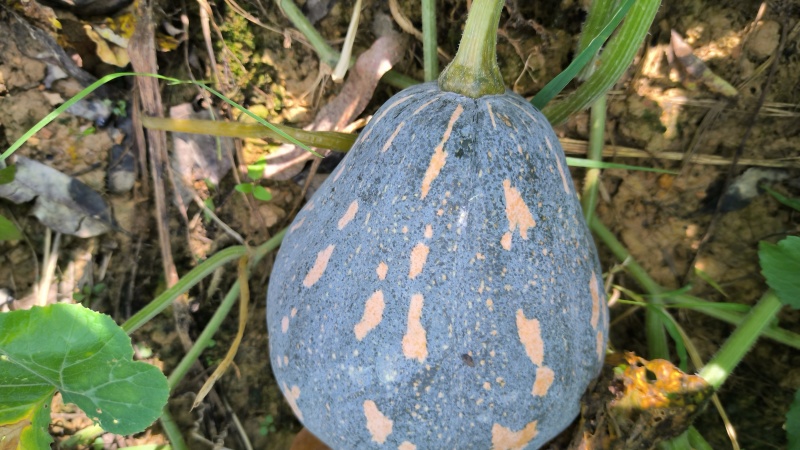 香芋南瓜口感好，粉糯香甜，成熟度高，。。